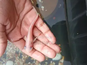 Cat Fish