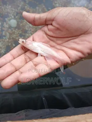 Cat Fish