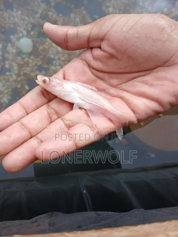 Cat Fish