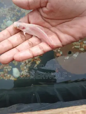 Cat Fish