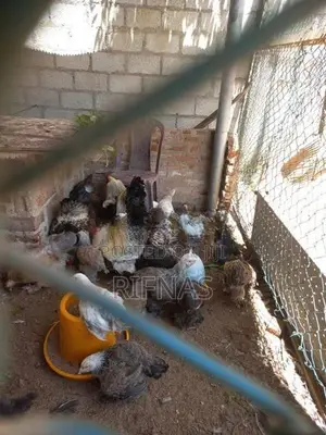 Brama Chicken