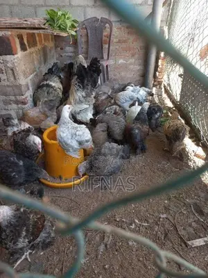 Brama Chicken