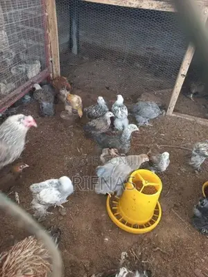 Brama Chicken