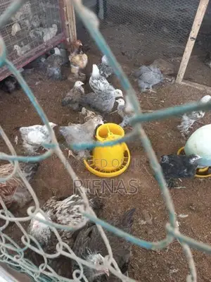 Brama Chicken