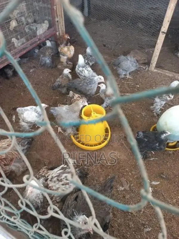 Brama Chicken