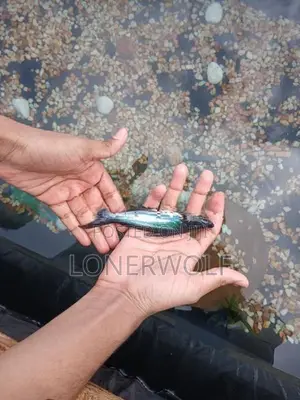 Cat fish