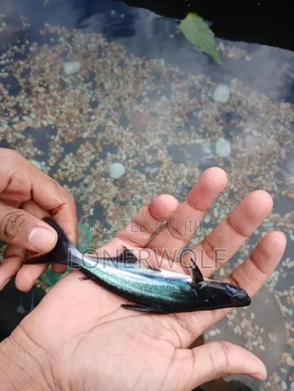 Cat fish