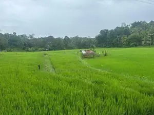 Land For Sale In Mawanella