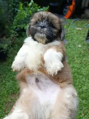 Shih Tzu Puppy