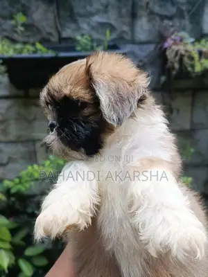 Shih Tzu Puppy