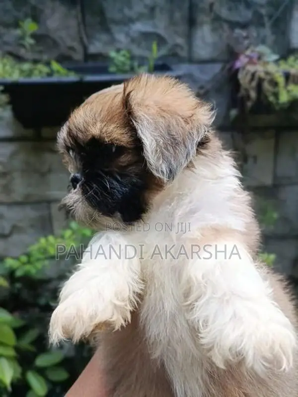 Shih Tzu Puppy