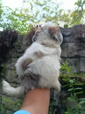 Shih Tzu Puppy
