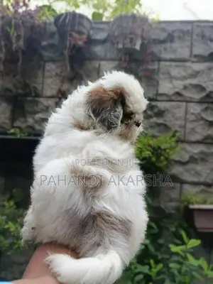 Shih Tzu Puppy
