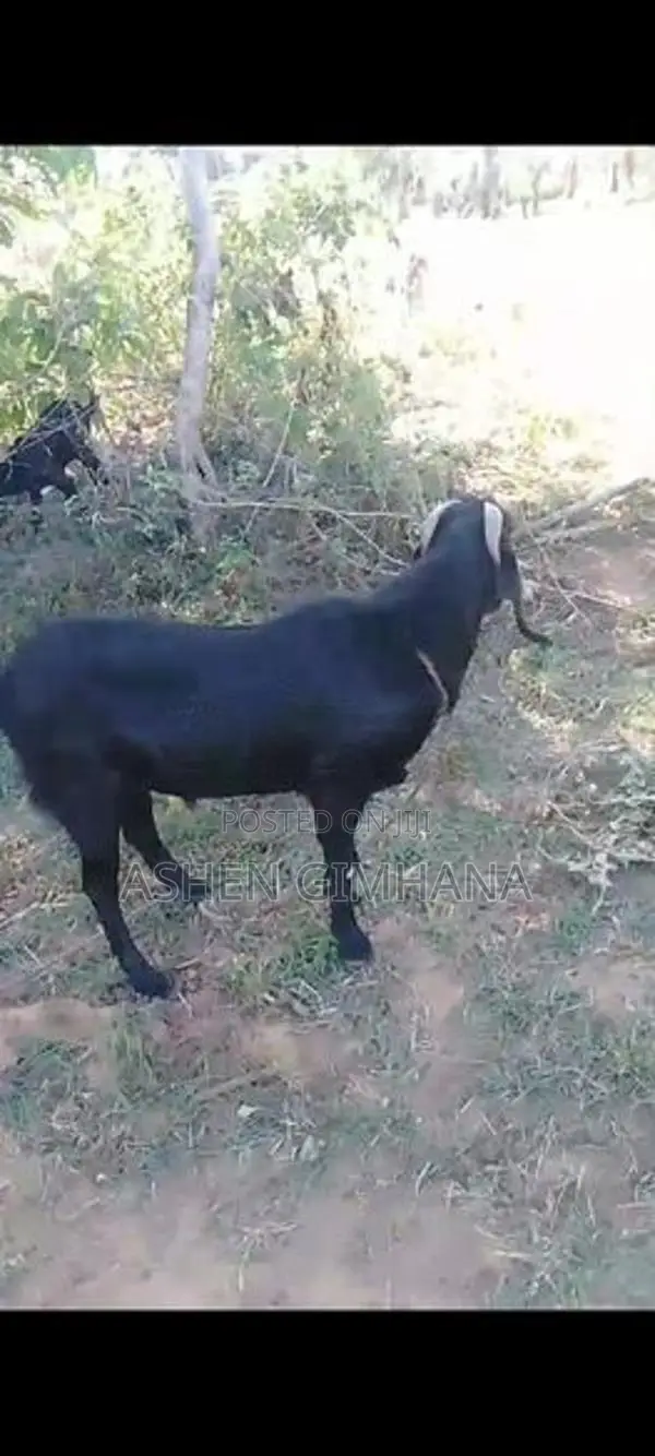 Male Goat