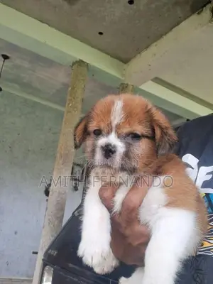 Shih Tzu Puppy