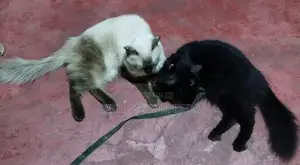 Persian Cats