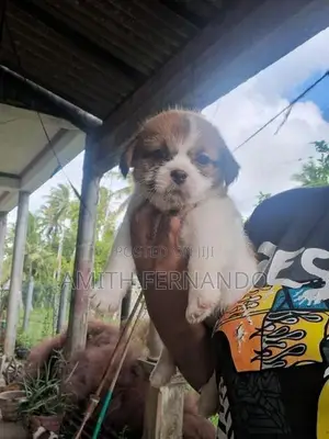 Shih Tzu Puppy