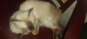 Persian Cats