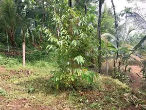 නිට්ටඹුව Land for Sale