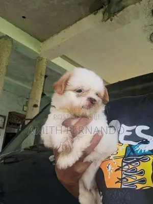 Shih Tzu Puppy
