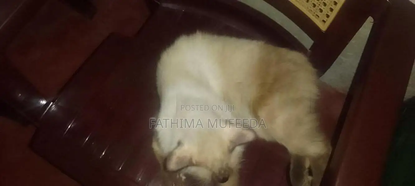 Persian Cats