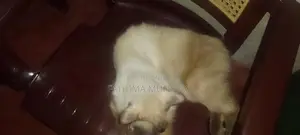 Persian Cats