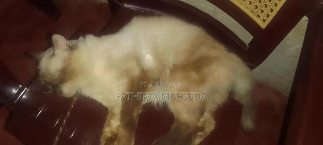 Persian Cats