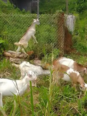 එළුවන්