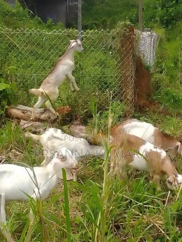 එළුවන්