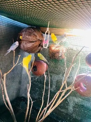 Love Birds