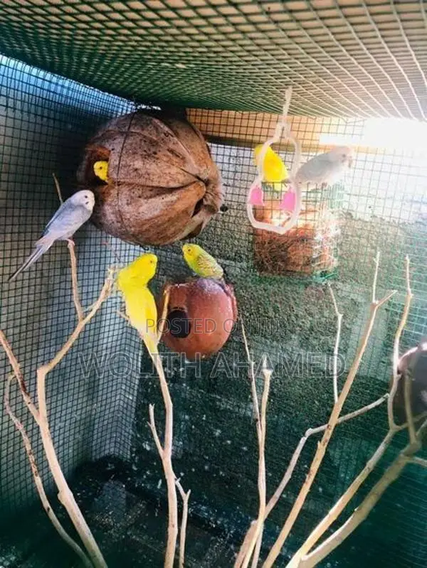 Love Birds