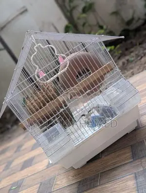 Love Birds