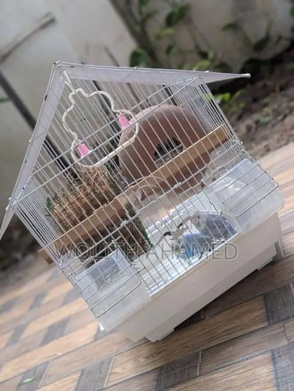 Love Birds