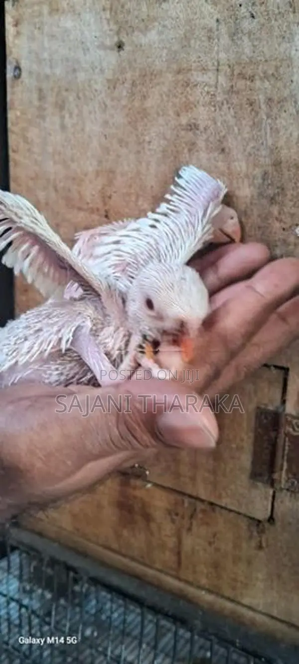 Ringneck Chicks