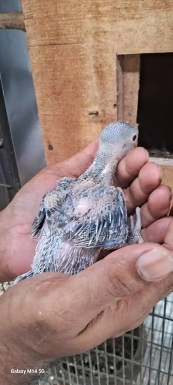 Ringneck Chicks