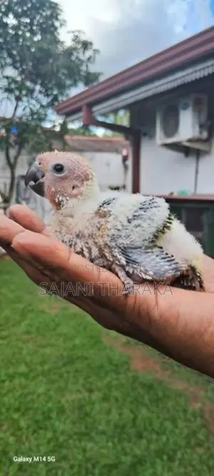 Ringneck Chicks