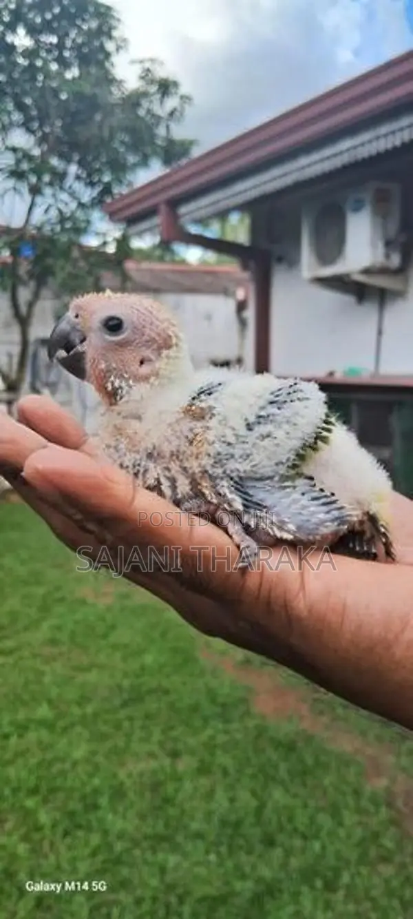 Ringneck Chicks