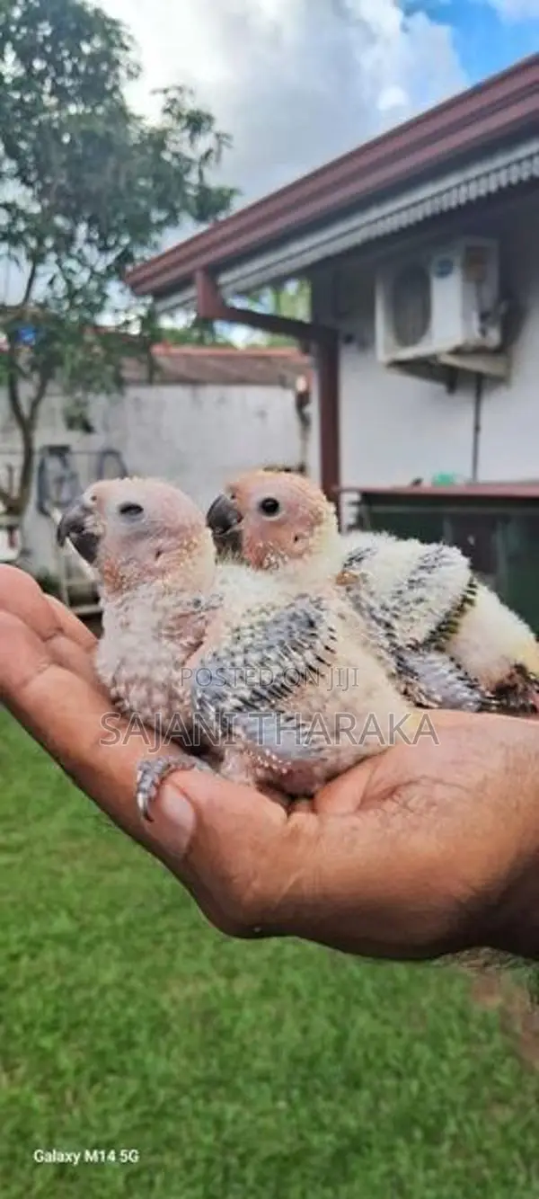 Ringneck Chicks