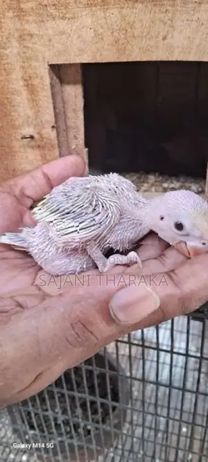 Ringneck Chicks