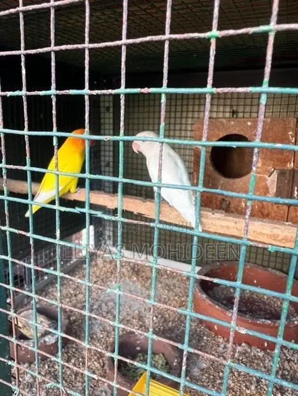 African Birds