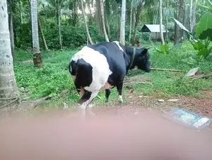 Farm Cow