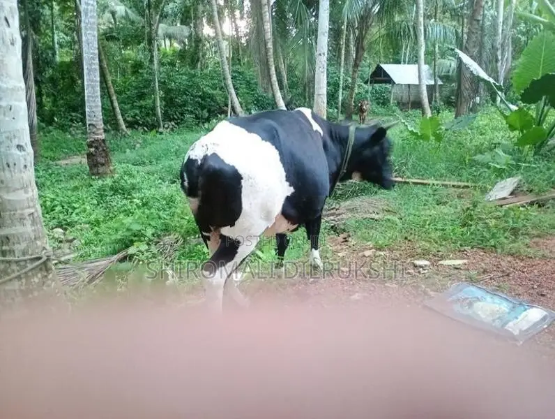 Farm Cow
