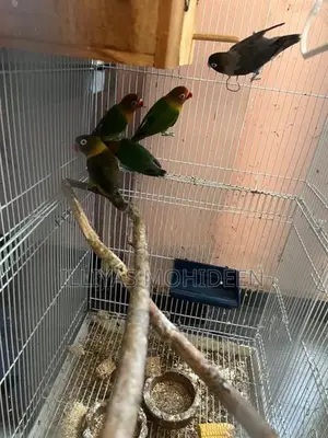 African Birds