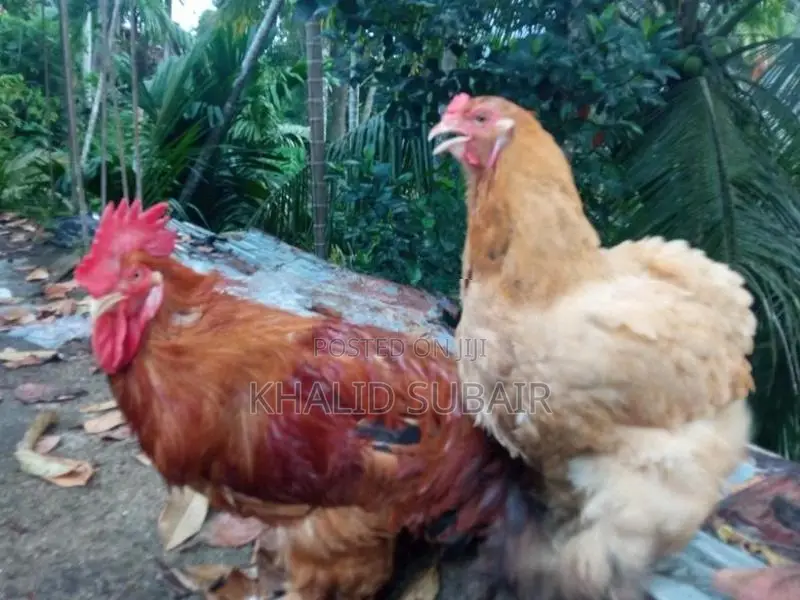 Farm Chickens