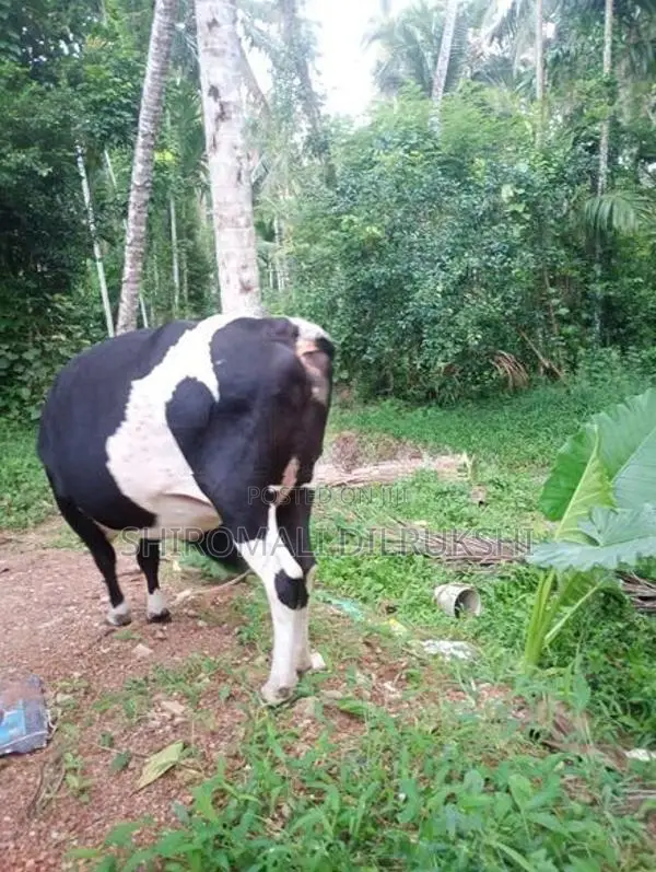 Farm Cow