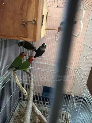 African Birds