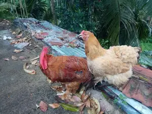 Farm Chickens