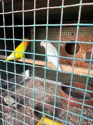 African Birds