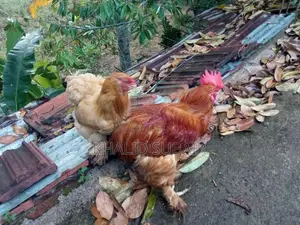 Farm Chickens