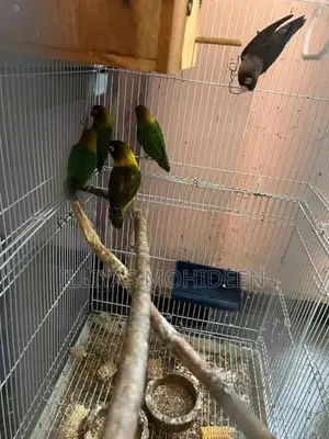 African Birds